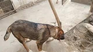 Xorazm itlar #uzbekistan #turkman #azya #dog #alaboy#998919183240