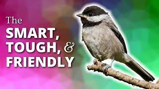 Chickadees | The Smart, Tough, & Friendly