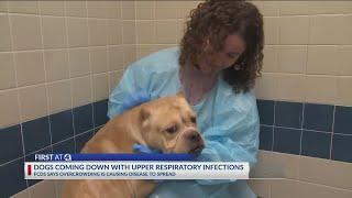 About 70% of dogs at Franklin County shelter diagnosed with upper respiratory infection