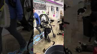 Wheelchairs and walkers are not safe here #trending #cat #rescue #share #fyp #viralvideo  #visit