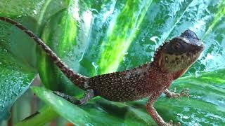 Stunning Mountain Horned Dragon Feeding