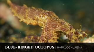 BLUE-RINGED OCTOPUS | Hapalochlaena