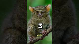 ТОП 5 САМЫХ РЕДКИХ ЖИВОТНЫХ КОТОРЫЕ УЖЕ ПОЧТИ ВЫМЕРЛИ!  #захватывающиефакты