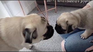 Pablo Meets Winston! | Pug Meets Pug Puppy