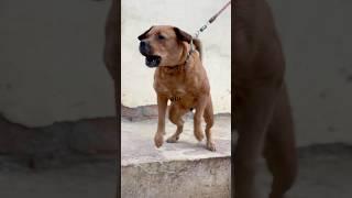 Dog sound || Dog barking sound || #shorts #dailyshorts #trendingshorts #viralshorts