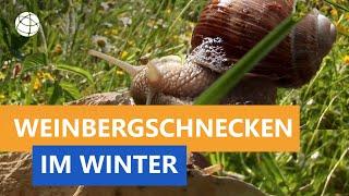 Wie kommen Weinbergschnecken gut über den Winter? - Frage trifft Antwort | Planet Schule