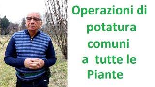 Operazioni di potatura comuni a tutte le piante