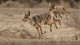 5 coyote day - Best 4k Coyote hunting footage EVER!