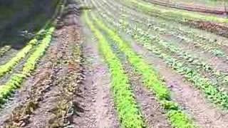 Seeking Enlightenment through Organic Gardening