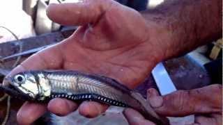 Silver tongued lantern fish