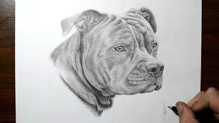 How to Draw a Dog - Pit Bull