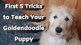 Goldendoodle Puppy Training (First five tricks to train your Goldendoodle)