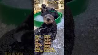 Short intermezzo Sea Otter @MYstudioA3 #fauna #animal #animals #hewan #binatang #satwa