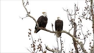 Bald Eagles