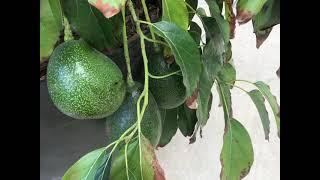 Spring 2021 Avocado and garden tour. Avocado flowers everywhere, Bees, Trees and the mystery tree