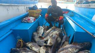 One of the best island trip of the year  in GOA/INDIA .CATCHING BIG  GROUPER