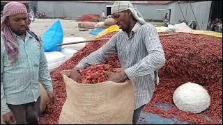 Lal Mirchi Red Chilli |bullet red mirchi-assam mirchi kheti