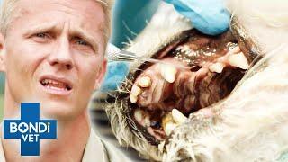 Top 5 Rotten Teeth Procedures  Compilation | Bondi Vet