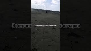 Восточно-европейская овчарка Вольф! Прогулка!