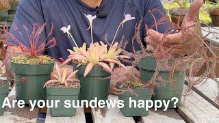 A Common Cause of Unhappy Sundews