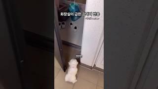 화장실이 급한 강아지 반응2 #강아지 #말티푸 #멍미르 #화장실 #short #shorts #shortsvideo