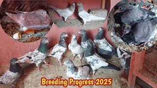 Breeding Progress | Bohat Shandar Breed Ae | Hashim Mahmood Pigeons