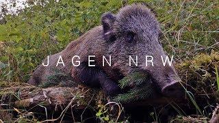 Boar down! - jagenNRW in the Huntingroom ... or the cat in front of the aquarium - jagenNRW diary #6