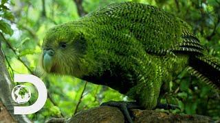 The World's Plumpest Flightless Parrot Is Near Extinction | Modern Dinosaurs