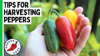 Tips for Harvesting Peppers - Pepper Geek