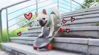 The dog challenged himself to skate down various difficult stairs  and felt a great sense of accompl