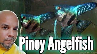 BUSTED! These Blue Pinoy Angelfish Facts Will Amaze You