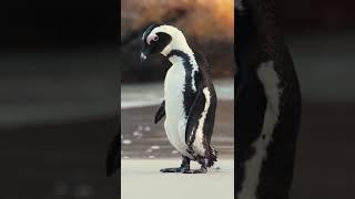 Video of an African Penguin #shorts