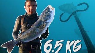 Pescasub - Robalo / Sea Bass 6.5 kg