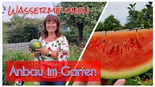 Wassermelonen  Wie kann ich sie im Garten anbauen und erfolgreich ernten?