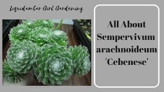 All About Sempervivum arachnoideum 'Cebenese'