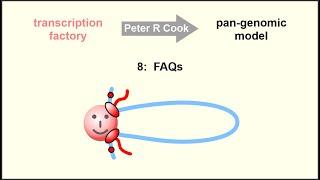 The pan-genomic model: the role of transcription factories in chromosome structure and function – 8