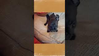 Eda went to her mother to complain #puppy #animals #frenchie #adopt #rescue #dogs