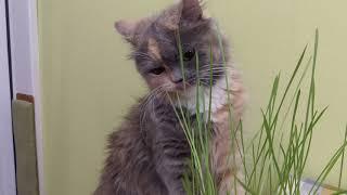 The cat is eating grass. Interesting cat video