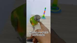 Bird lovers #parrot #nature #geoworld