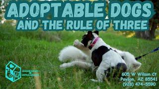 Adoptable Dogs and the Rule of Three