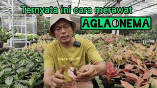 Ternyata ini cara merawat aglaonema@semi aglao