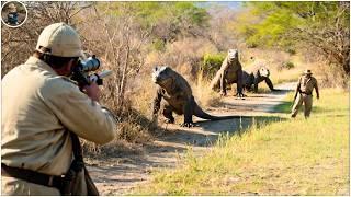 How Do Hunters and Farmers Deal with Millions of Komodo Dragons, Feral Hogs and Crocodiles by Guns?