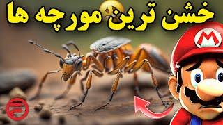 وحشتناک ترین مورچه های جنگل - کلونی مورچه ها