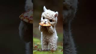 Cute Baby Llama Eats Pizza | Adorable Video #adorablekids #cutebabyanimals #babyanimals #cute