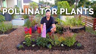 11 MUST Grow Pollinator Garden Plants 