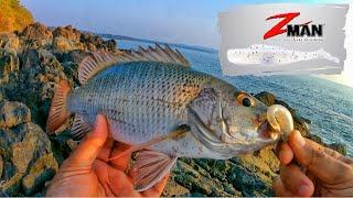 Fishing with Zman Soft Plastic for Snapper & GT. #goafishing #indiafishing #fishingingoa