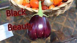 Growing Black Beauty Eggplant