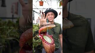 5 UNUSUAL Nepenthes To BLOW Your Mind 