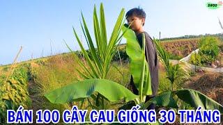 BÁN HỘ 100 CÂY CAU GIỐNG 30 THÁNG TUỔI | DN90 TV.