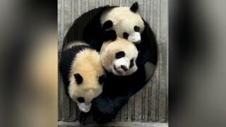 Panda Rui Rui and Babies in Shenshuping EP 4 #panda #pandafamily #pandalove #momandbaby #shenshuping